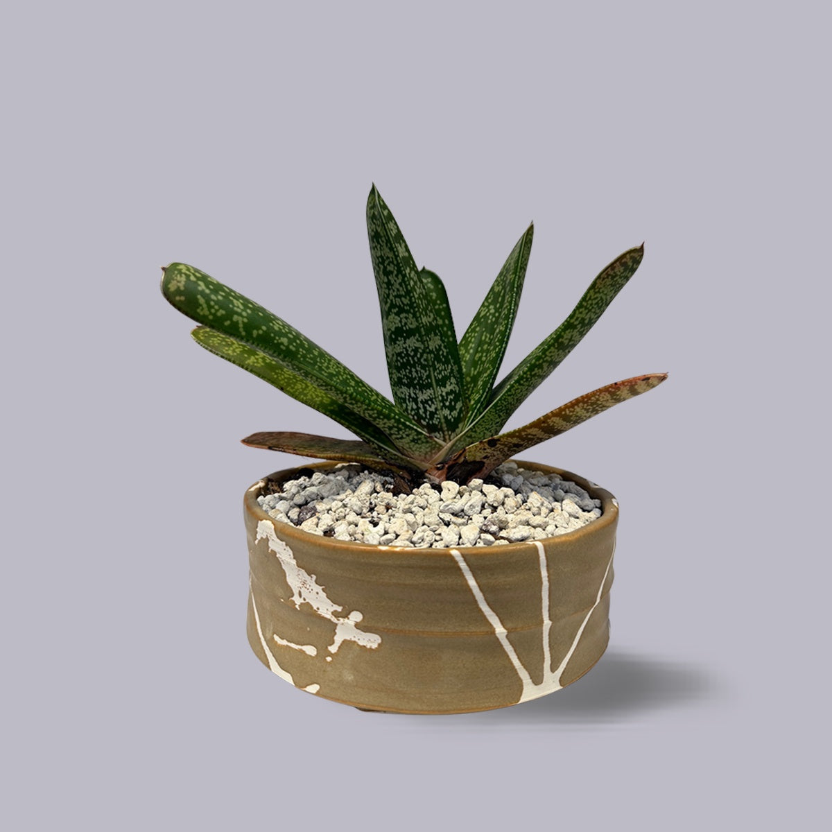 Jody Martin | Bonsai Planter | Tongariro Desert