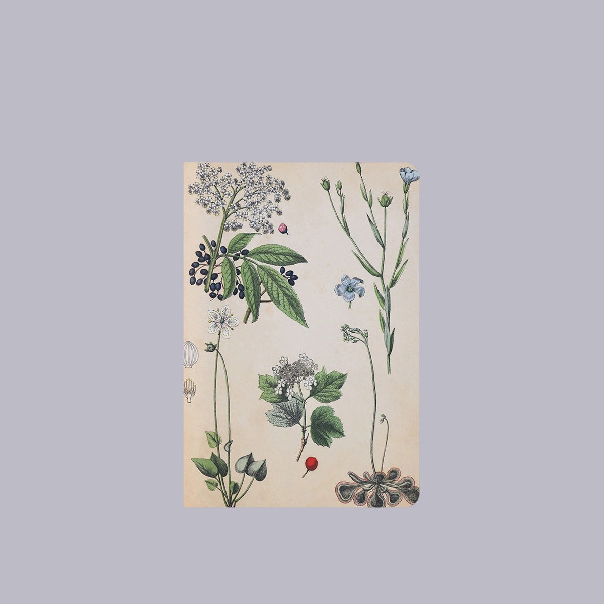 Notebook | Field Botany