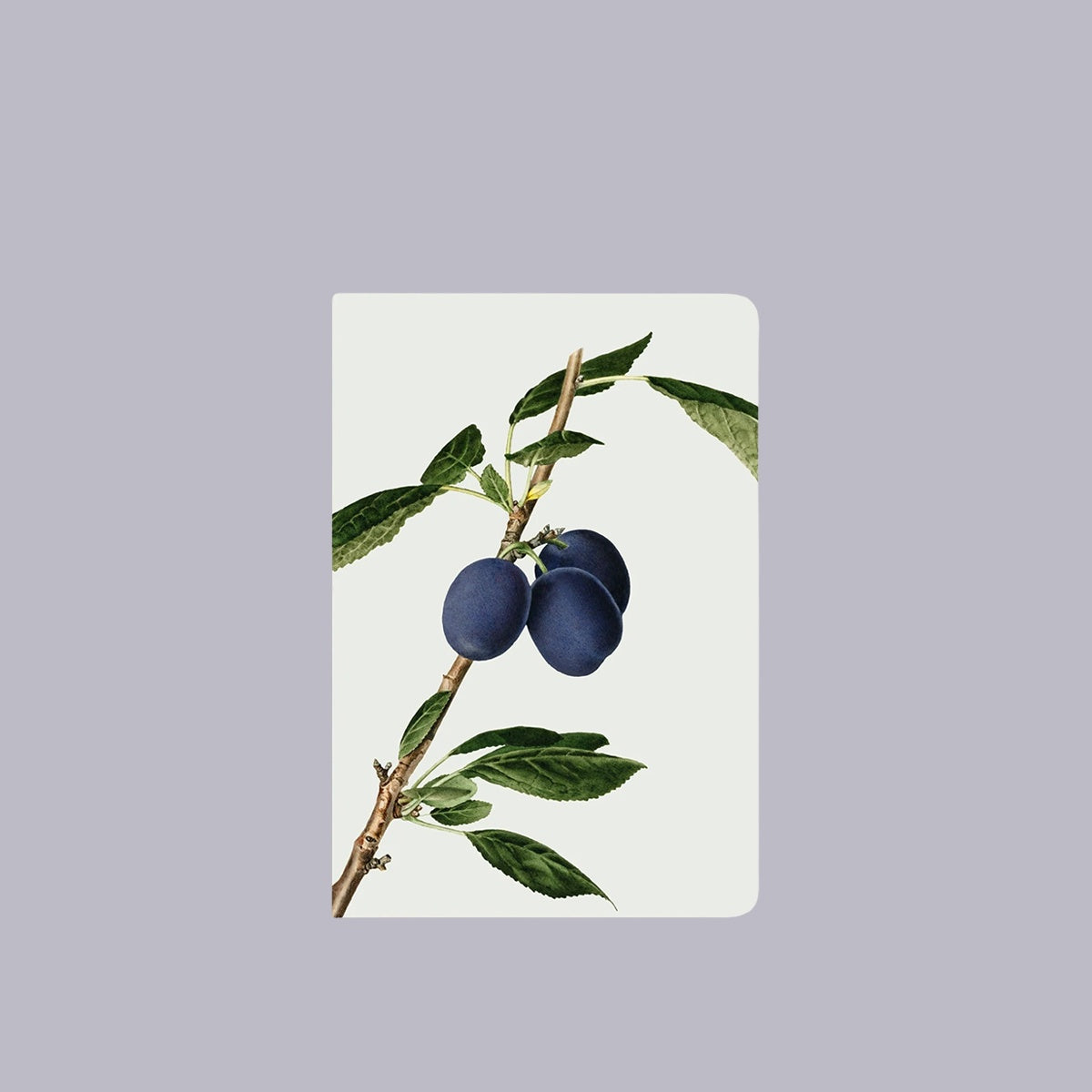 Notebook | Plums