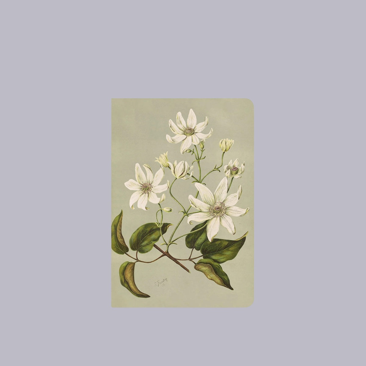 Notebook | Clematis Indivisa